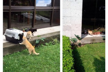 Gatos en el Congreso del Estado de Veracruz